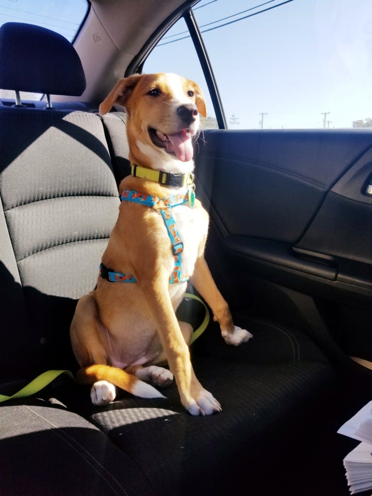 Naia, an American Pit Bull Terrier and Boxer mix tested with EmbarkVet.com