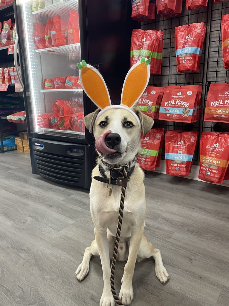 Finn, a Siberian Husky and American Pit Bull Terrier mix tested with EmbarkVet.com