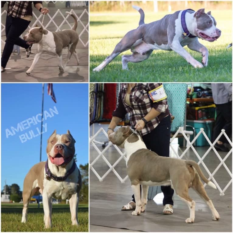 Ricki, an American Bully tested with EmbarkVet.com