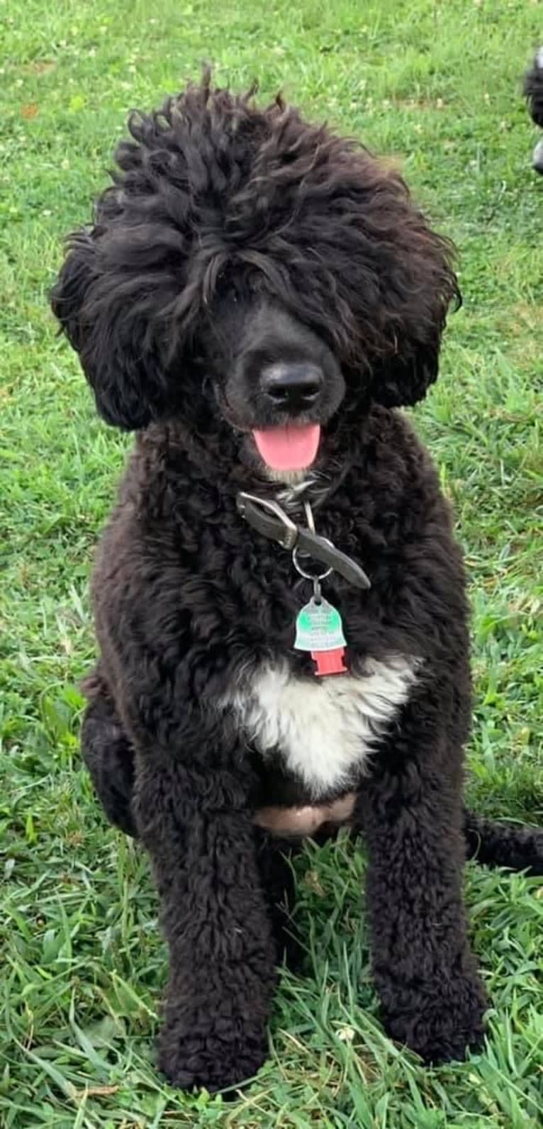 Nyx, a Portuguese Water Dog tested with EmbarkVet.com