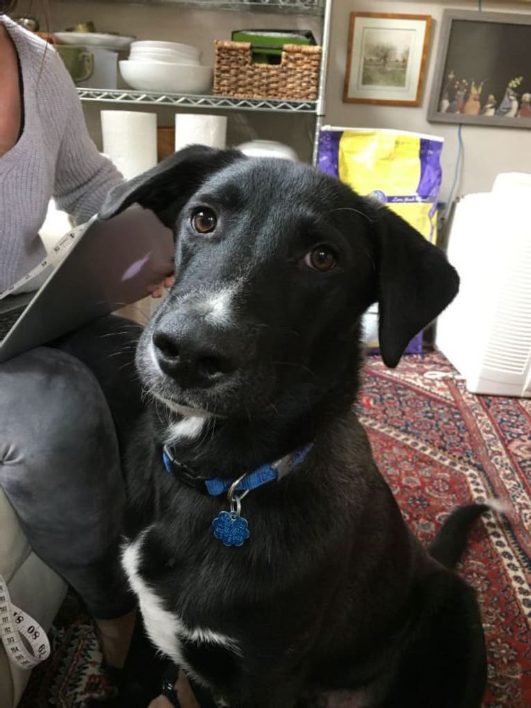 Jasper, a Labrador Retriever and German Shepherd Dog mix tested with EmbarkVet.com