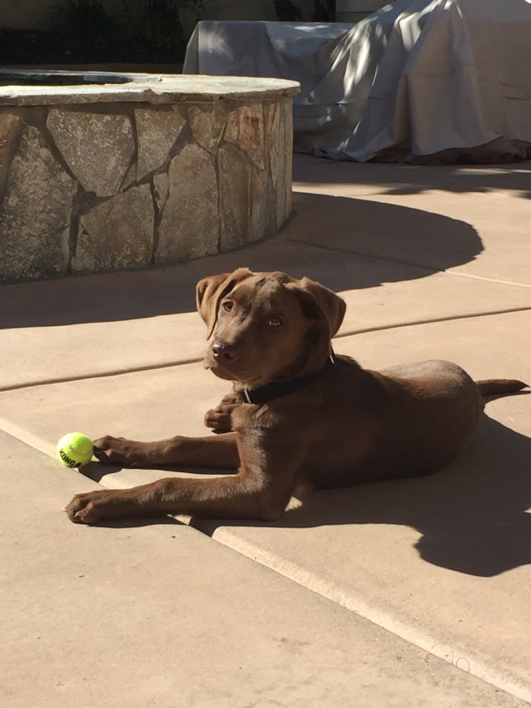 King, a Labrador Retriever and Australian Shepherd mix tested with EmbarkVet.com