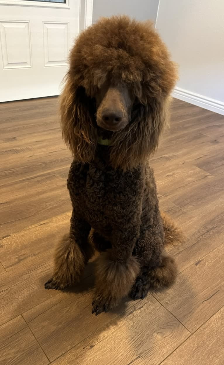 Kamora, a Poodle (Standard) tested with EmbarkVet.com