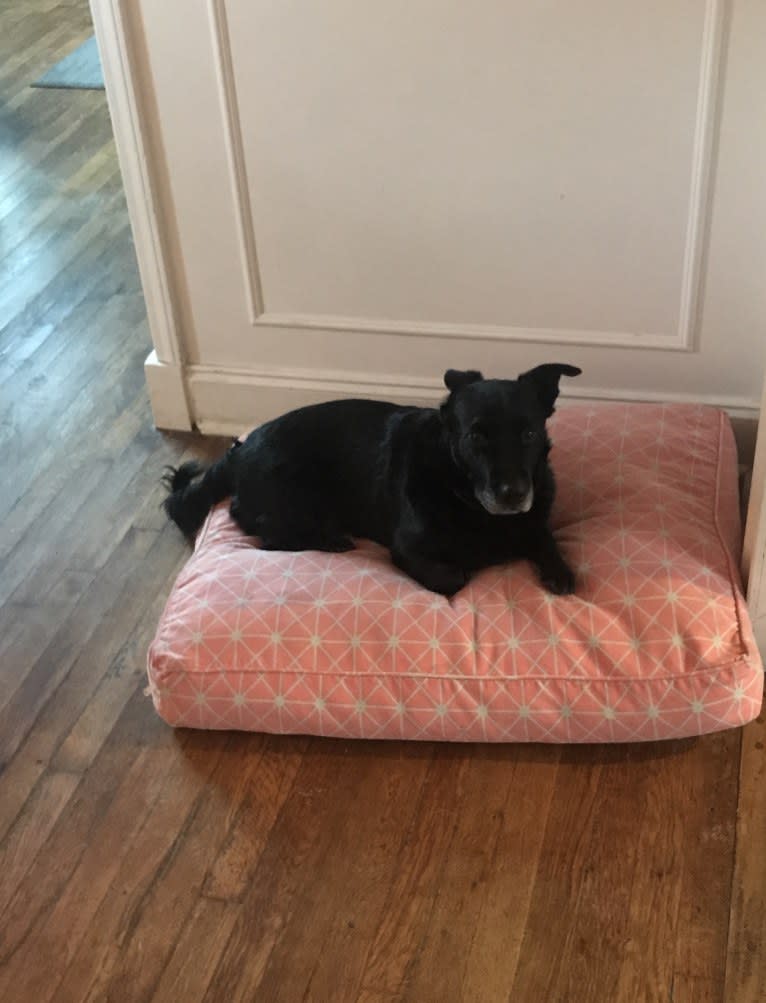 Marlo, a Chinese Shar-Pei and Border Collie mix tested with EmbarkVet.com