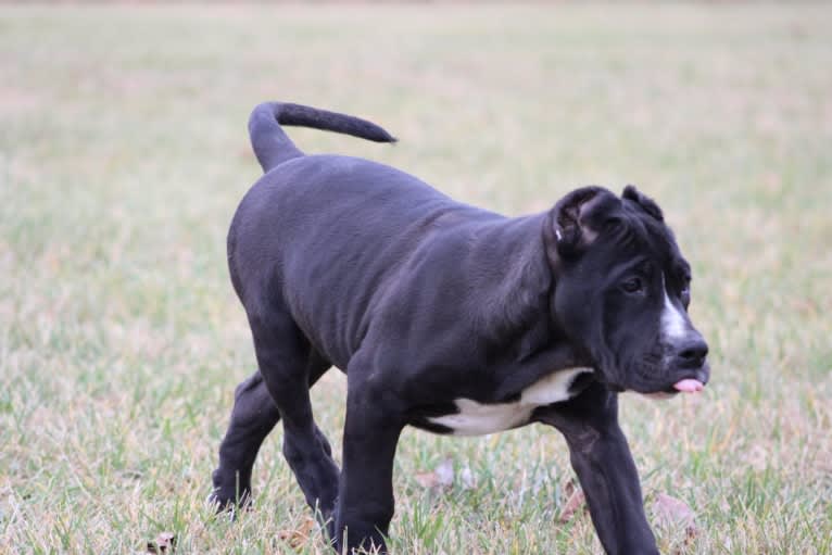 Jinx, a Perro de Presa Canario tested with EmbarkVet.com