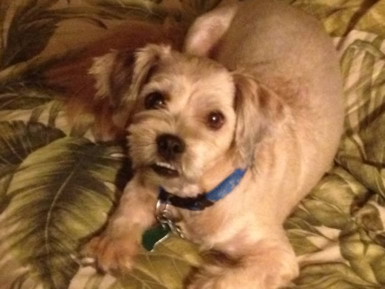 Roscoe, a Rat Terrier and Lhasa Apso mix tested with EmbarkVet.com