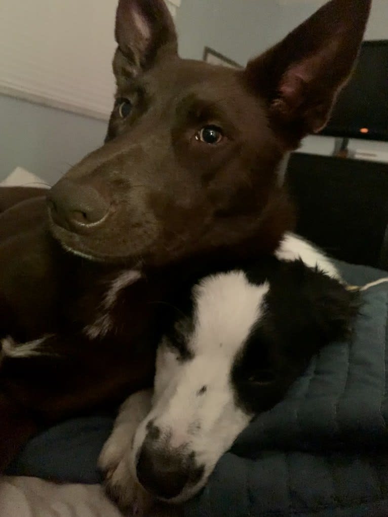 Yogi, an Australian Shepherd and Border Collie mix tested with EmbarkVet.com