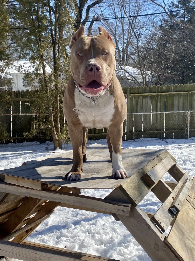 Lucci, an American Bully tested with EmbarkVet.com