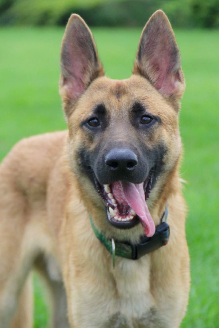 Marvel, a German Shepherd Dog and Akita mix tested with EmbarkVet.com
