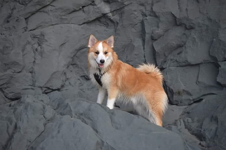 Stark, an Icelandic Sheepdog tested with EmbarkVet.com