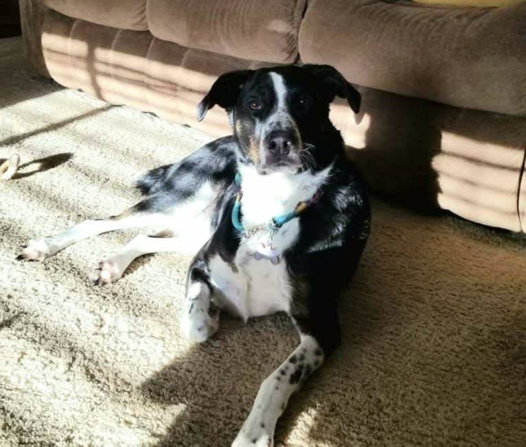 Boomer, an Australian Cattle Dog and Poodle (Standard) mix tested with EmbarkVet.com