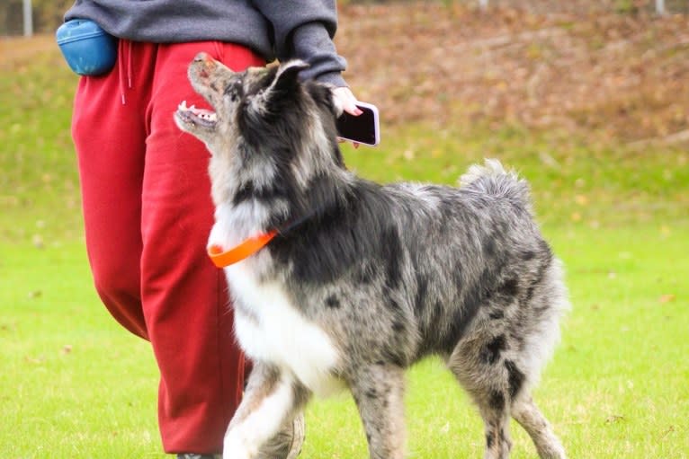 Dakota, an Australian Shepherd tested with EmbarkVet.com