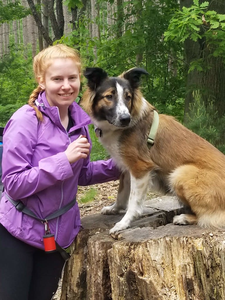 Bentley, an English Shepherd and Collie mix tested with EmbarkVet.com