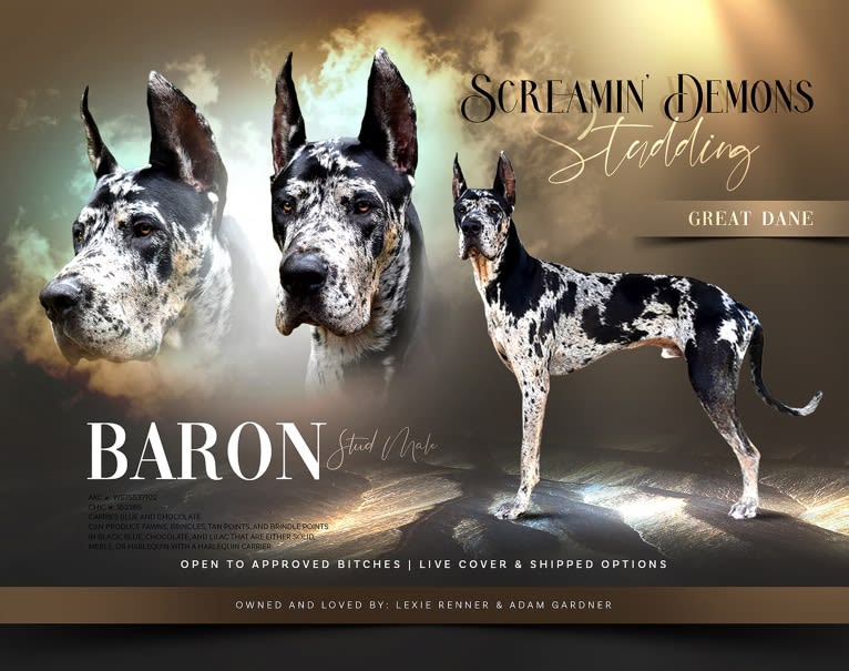 Baron, a Great Dane tested with EmbarkVet.com