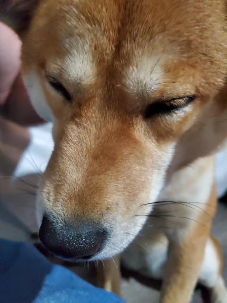 Noko, a Shiba Inu tested with EmbarkVet.com