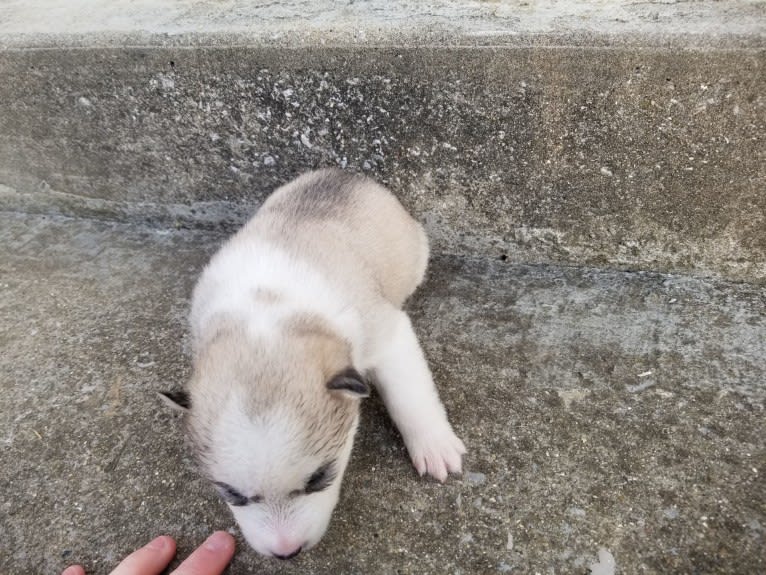 Everest, a Siberian Husky and German Shepherd Dog mix tested with EmbarkVet.com