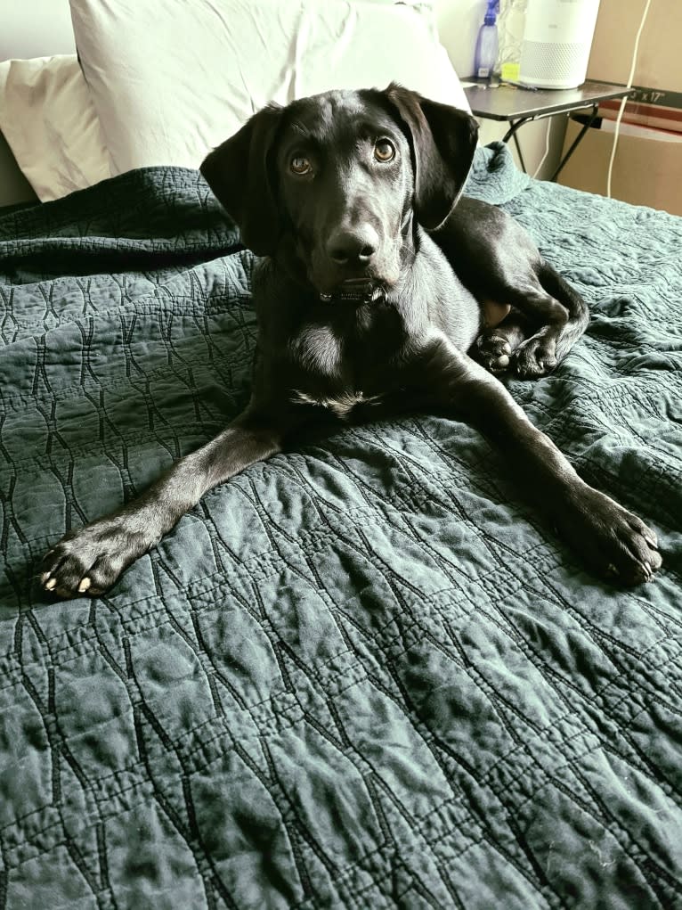 Starker, a Labrador Retriever and American English Coonhound mix tested with EmbarkVet.com