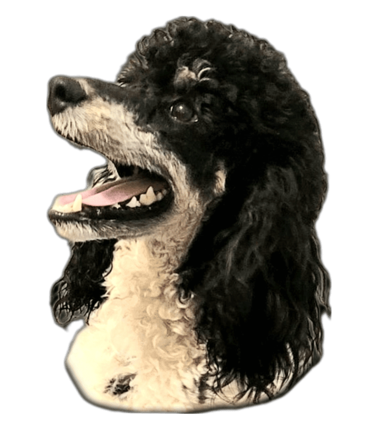 Trinity, a Poodle tested with EmbarkVet.com