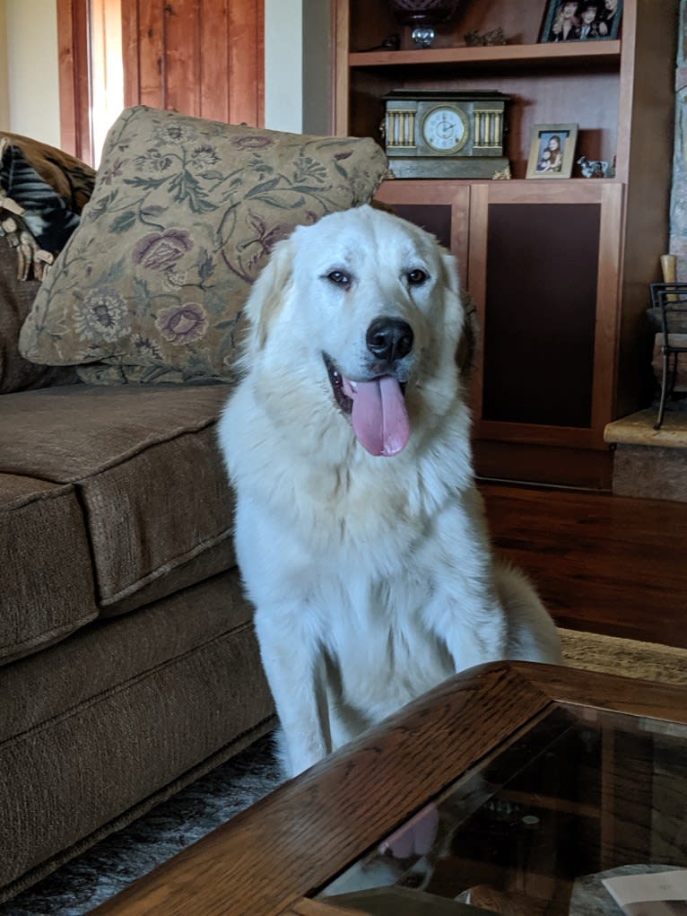 Teddy, a Great Pyrenees and Anatolian Shepherd Dog mix tested with EmbarkVet.com
