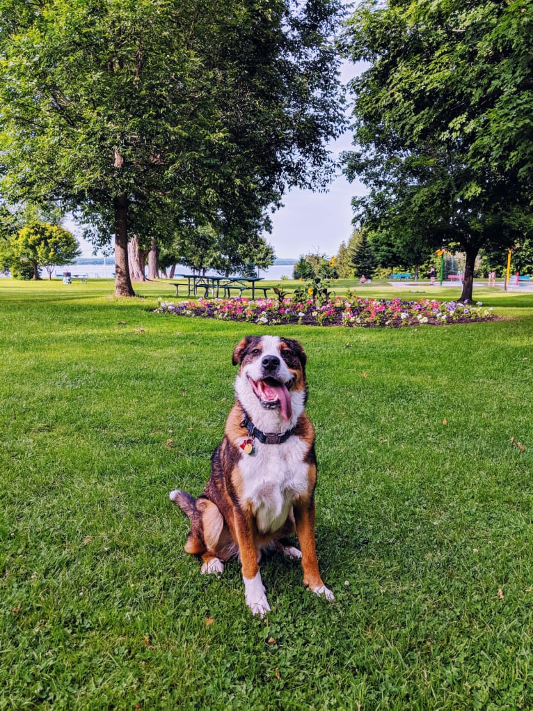 Dexter, a Bernese Mountain Dog and German Shepherd Dog mix tested with EmbarkVet.com