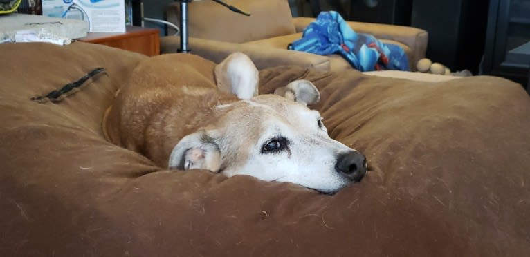 Jack, a German Shepherd Dog and American Pit Bull Terrier mix tested with EmbarkVet.com