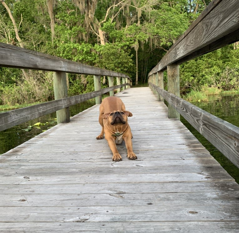 Gus, an American Bully and American Bulldog mix tested with EmbarkVet.com