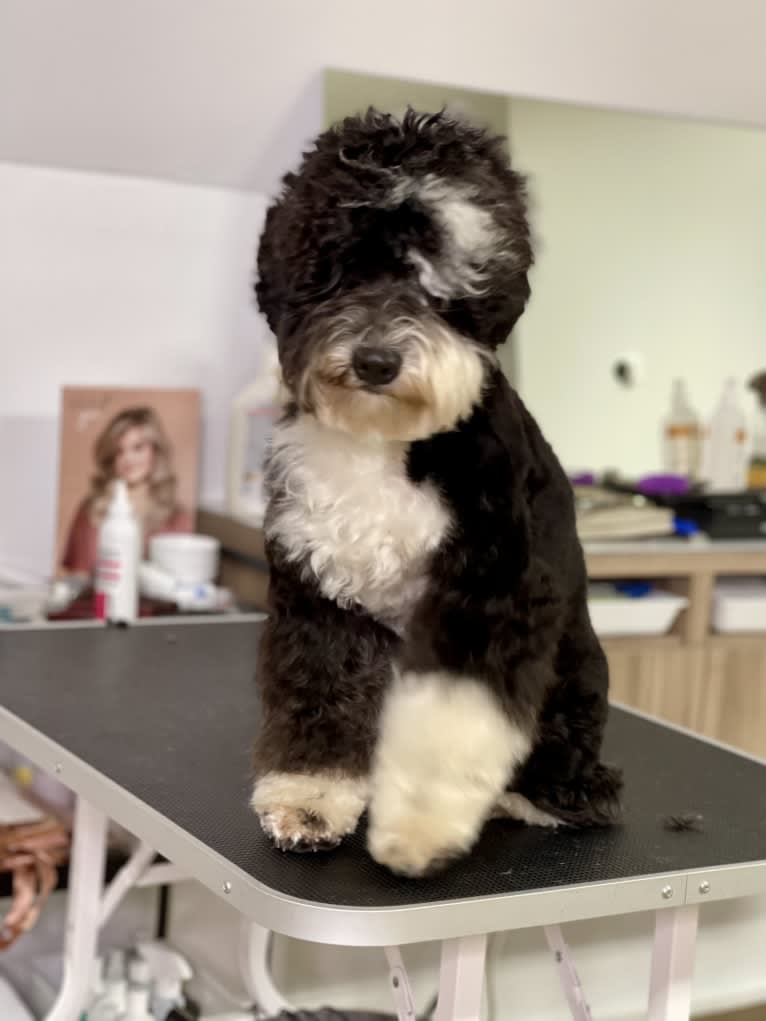 Pearl, a Sheepadoodle tested with EmbarkVet.com