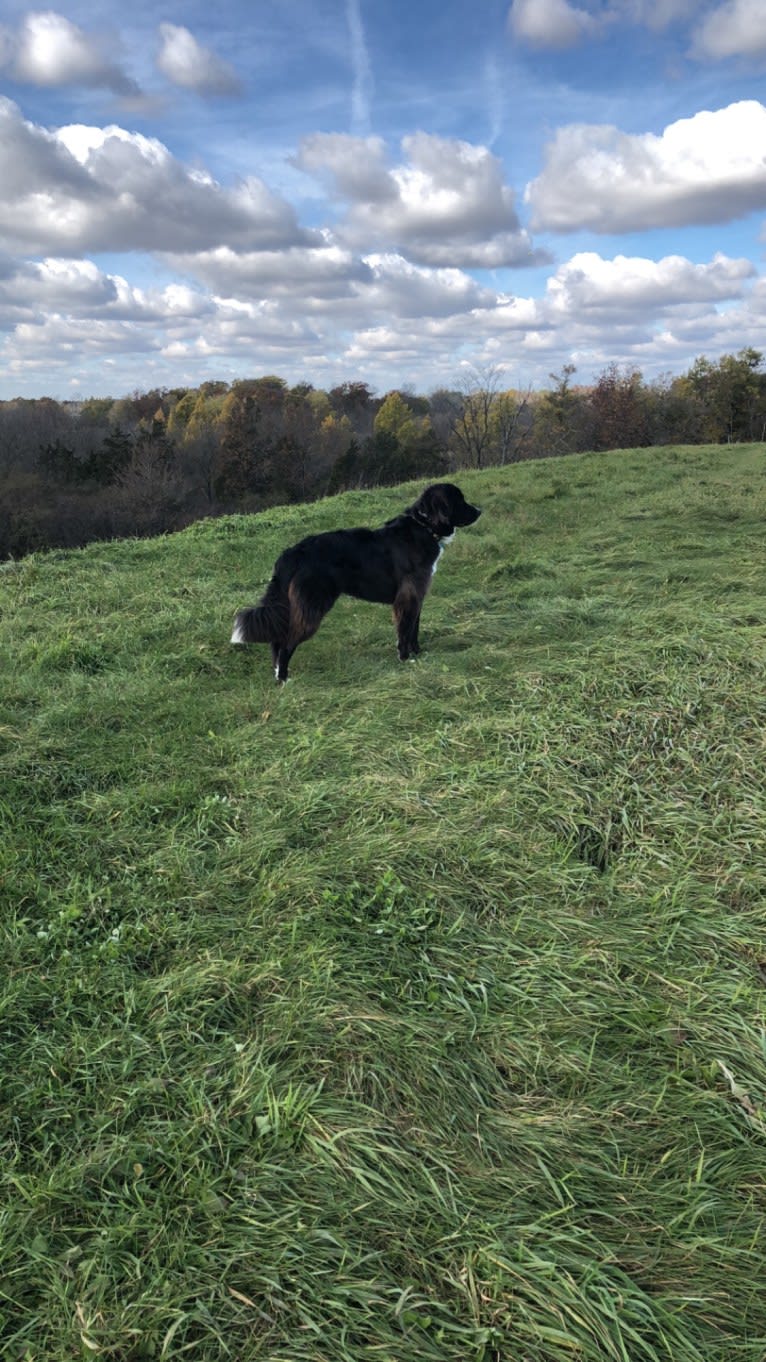 Kodie, a Great Pyrenees and Brittany mix tested with EmbarkVet.com