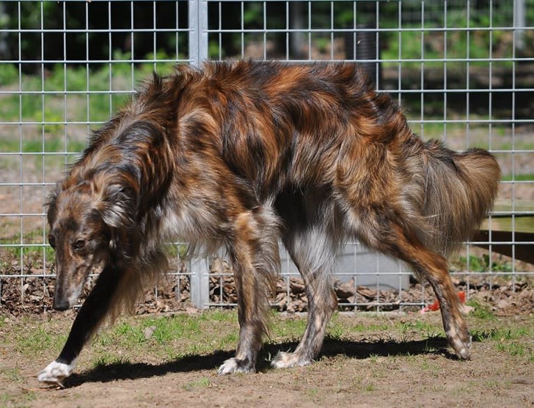 Jumpystumpy, a Silken Windhound tested with EmbarkVet.com