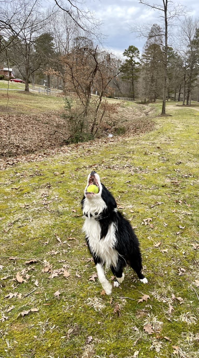 Angel, a Border Collie tested with EmbarkVet.com