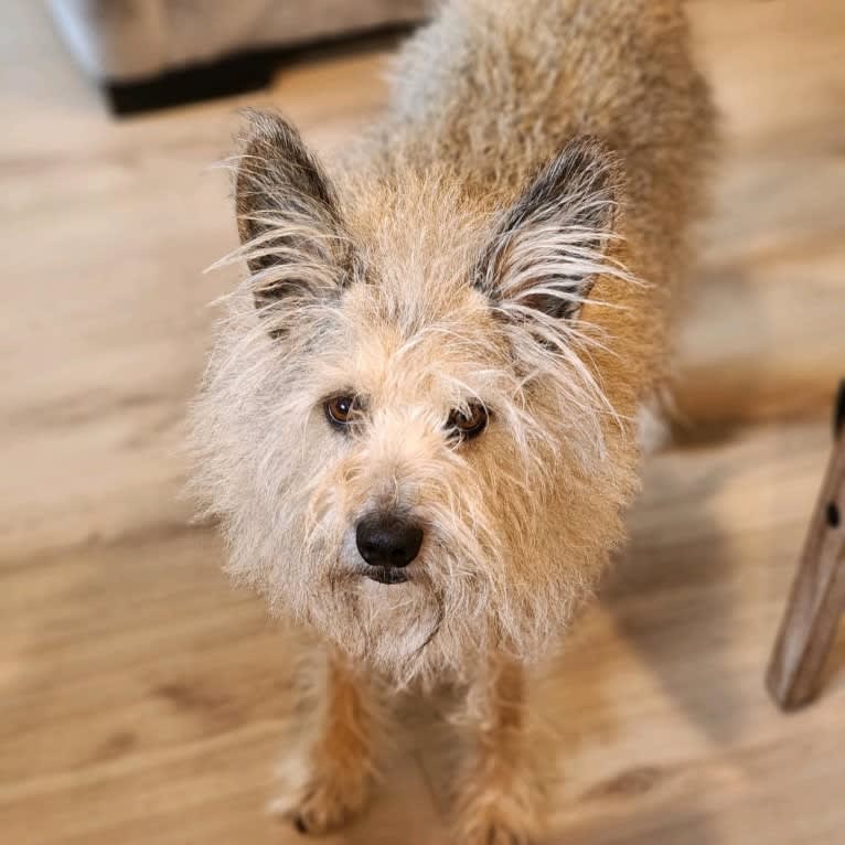 Gimli, a Miniature Schnauzer and Australian Cattle Dog mix tested with EmbarkVet.com