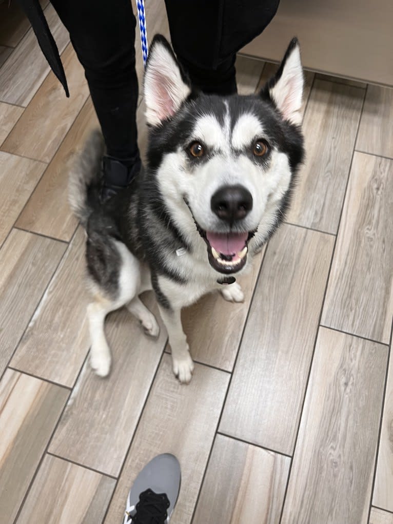 Zulia, a Siberian Husky and Chow Chow mix tested with EmbarkVet.com