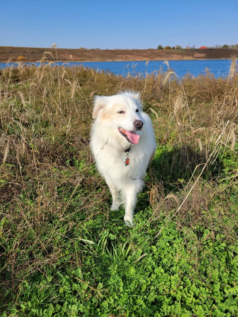 Duffy, a Siberian Husky and Chow Chow mix tested with EmbarkVet.com