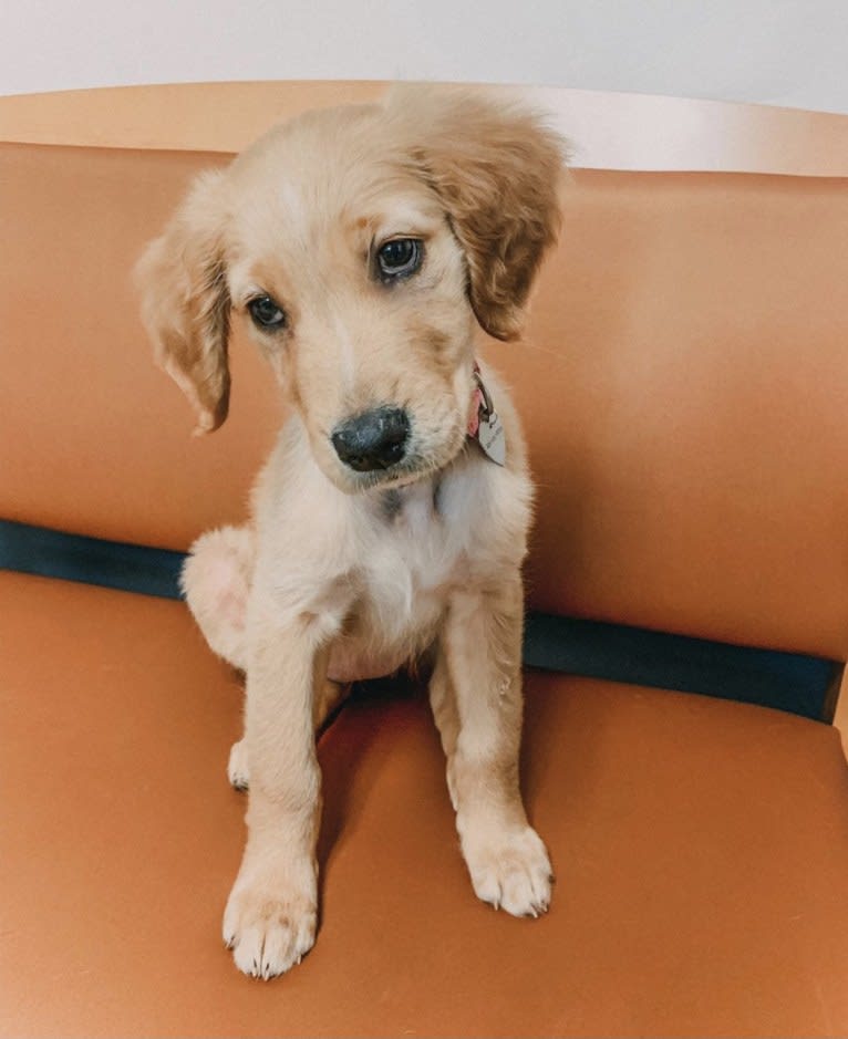 Emmie, a Golden Retriever tested with EmbarkVet.com