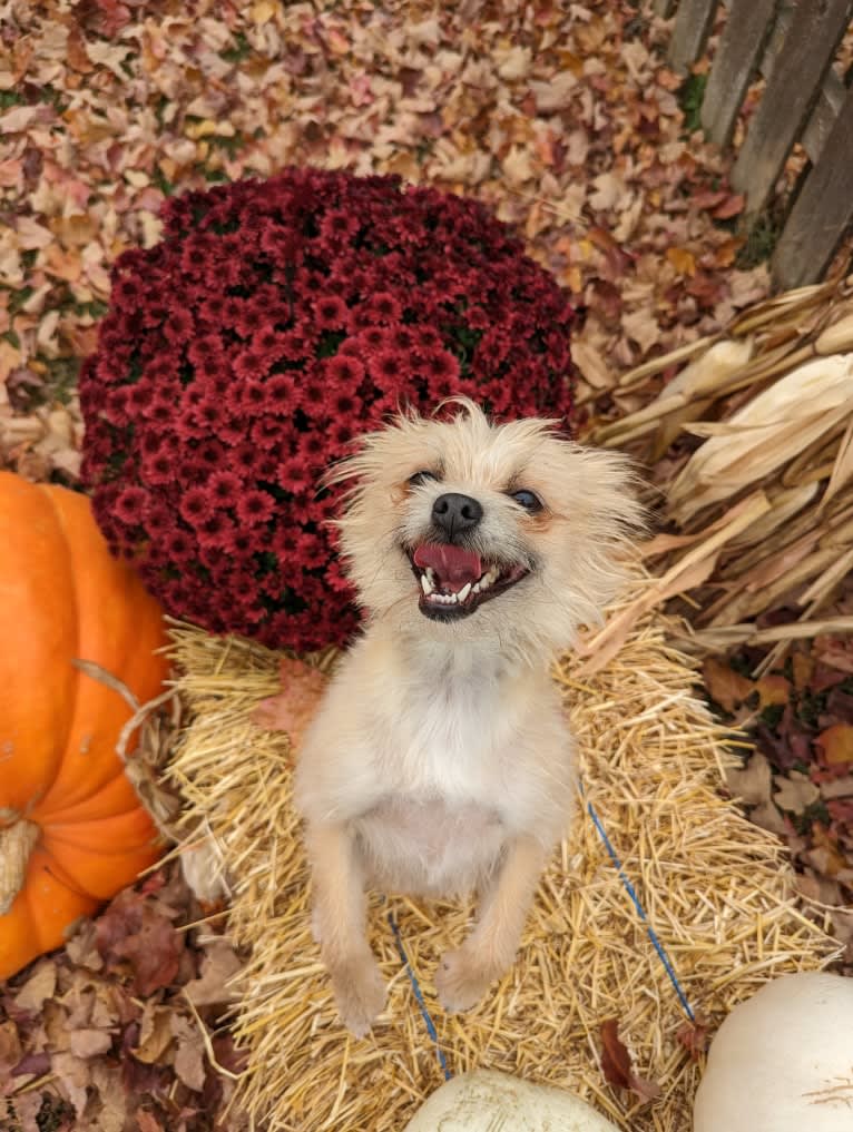 Copper, a Pomeranian and Chihuahua mix tested with EmbarkVet.com