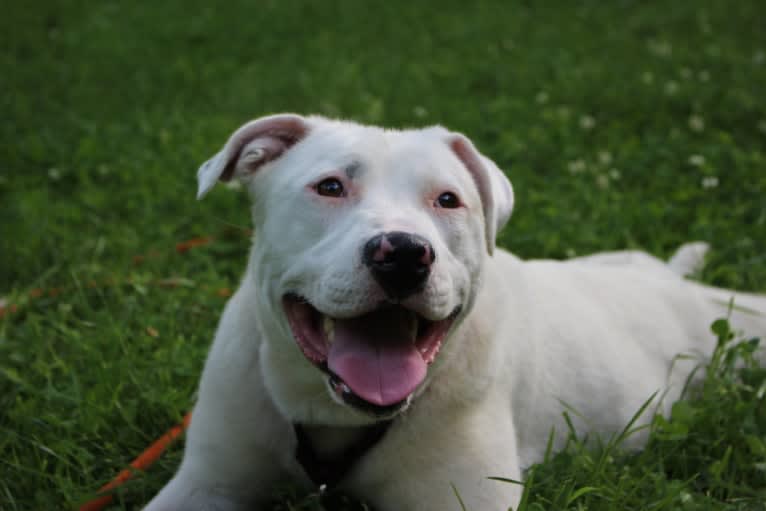 Winnie, an American Pit Bull Terrier and American Staffordshire Terrier mix tested with EmbarkVet.com