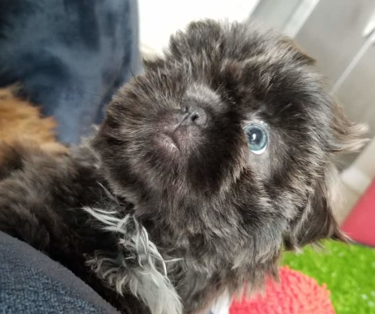 Morpheus, a Shih Tzu tested with EmbarkVet.com