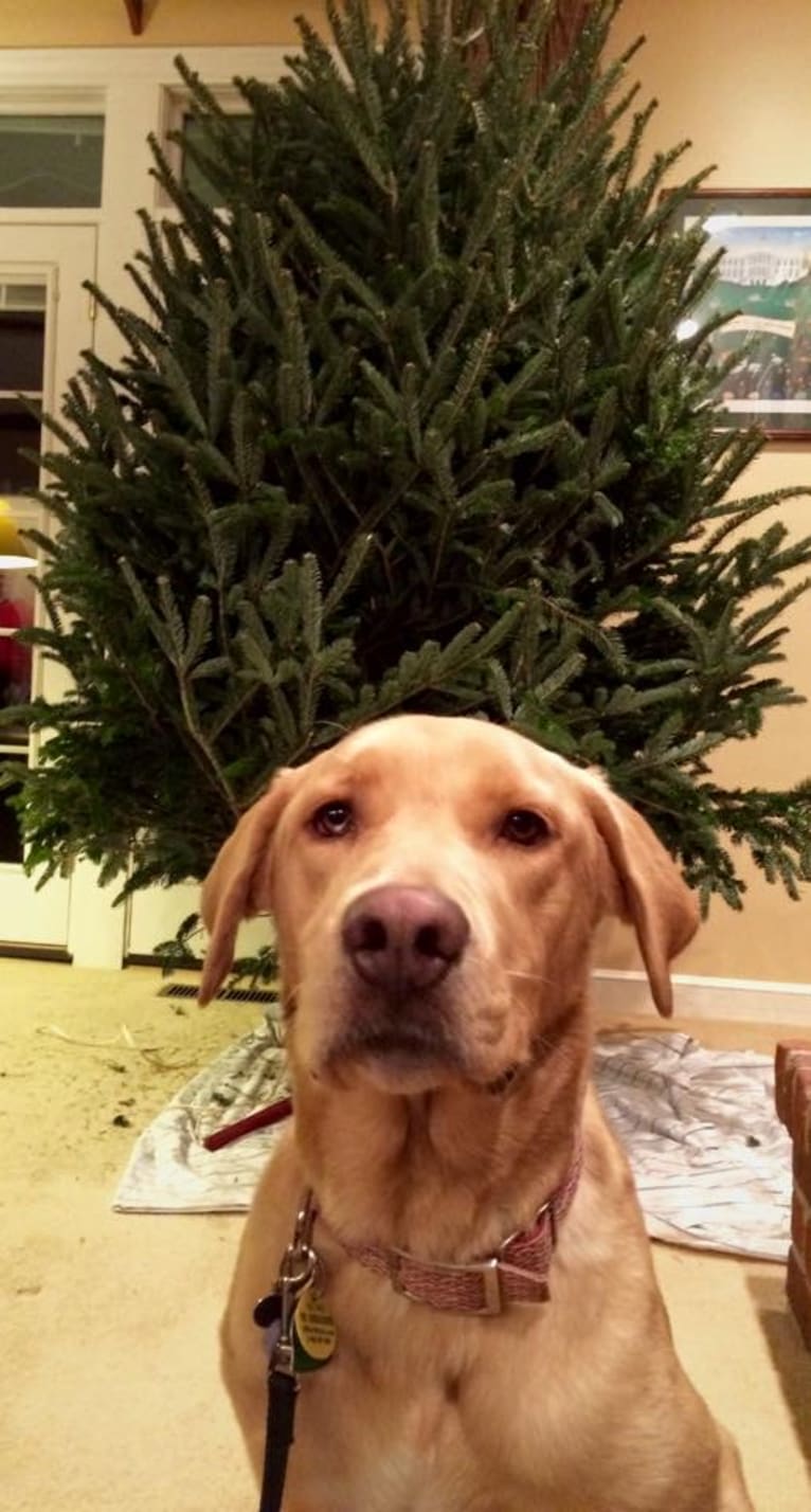 Diego, a Labrador Retriever and Siberian Husky mix tested with EmbarkVet.com