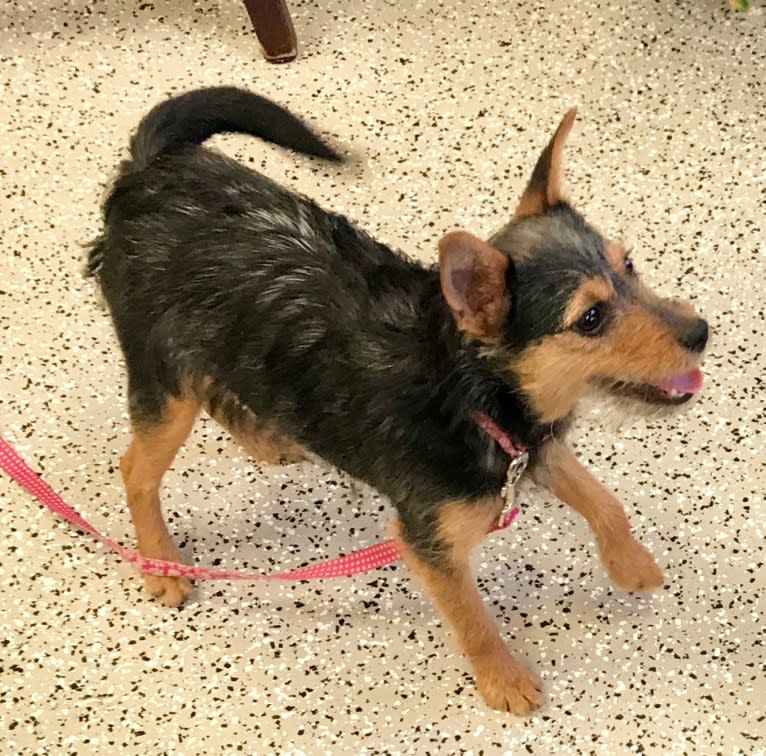 Ivy, a Miniature Schnauzer and Miniature/MAS-type Australian Shepherd mix tested with EmbarkVet.com