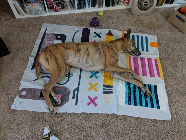 Tiger, a Greyhound and Belgian Malinois mix tested with EmbarkVet.com