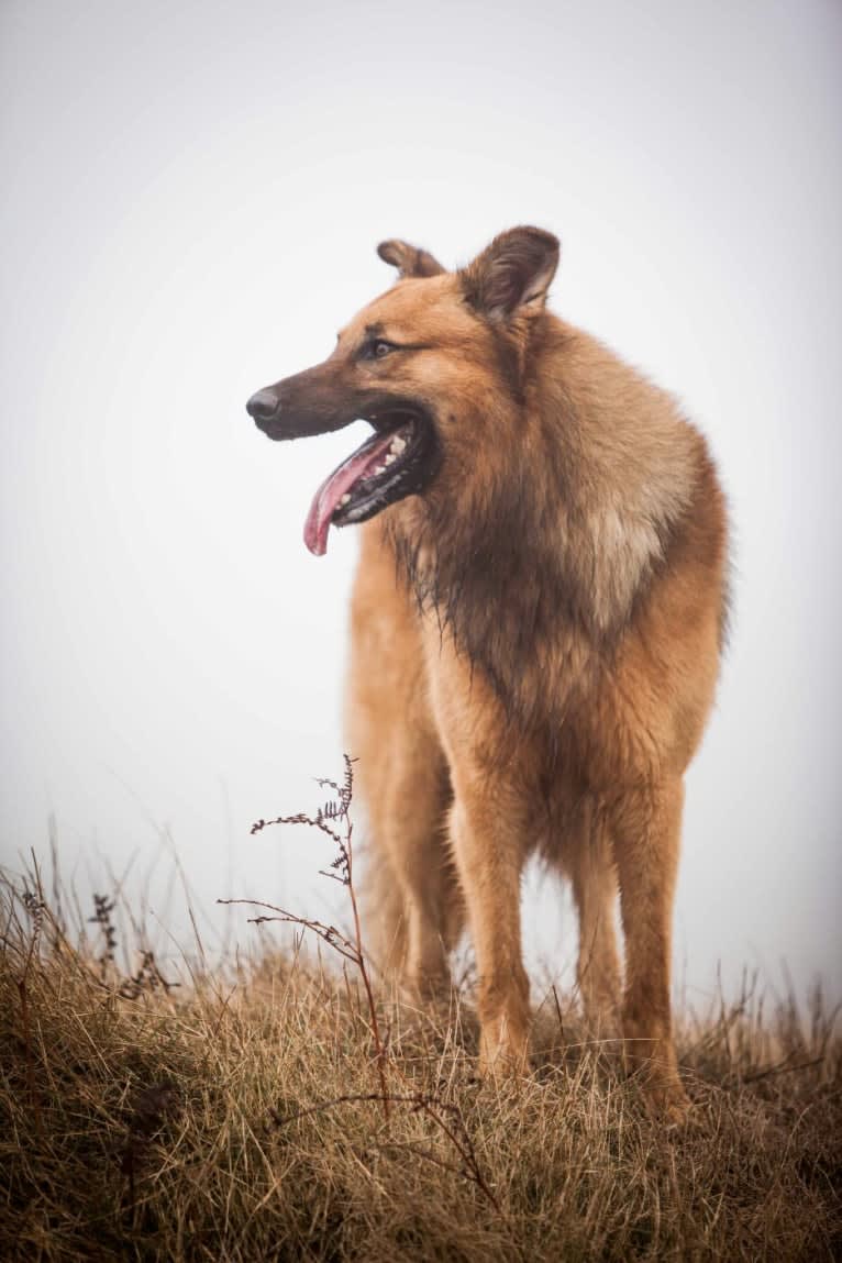 Simba, a German Shepherd Dog and Belgian Malinois mix tested with EmbarkVet.com