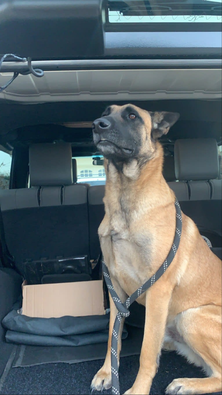 Whiskey, a Belgian Malinois and German Shepherd Dog mix tested with EmbarkVet.com
