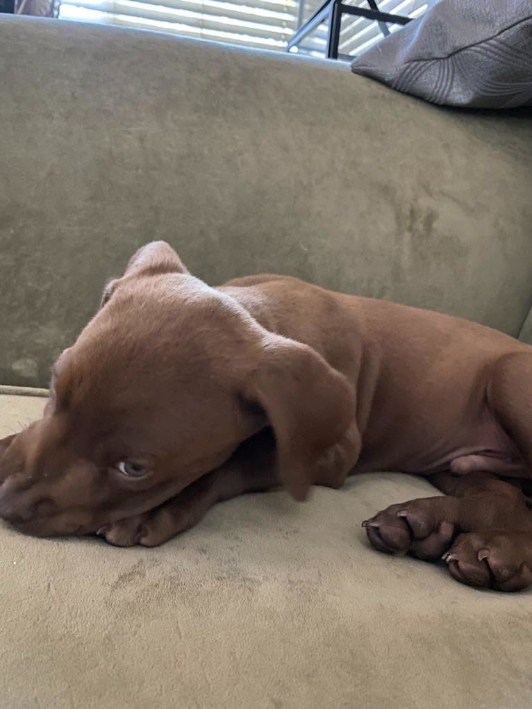 Kingston, a Weimaraner and Labrador Retriever mix tested with EmbarkVet.com