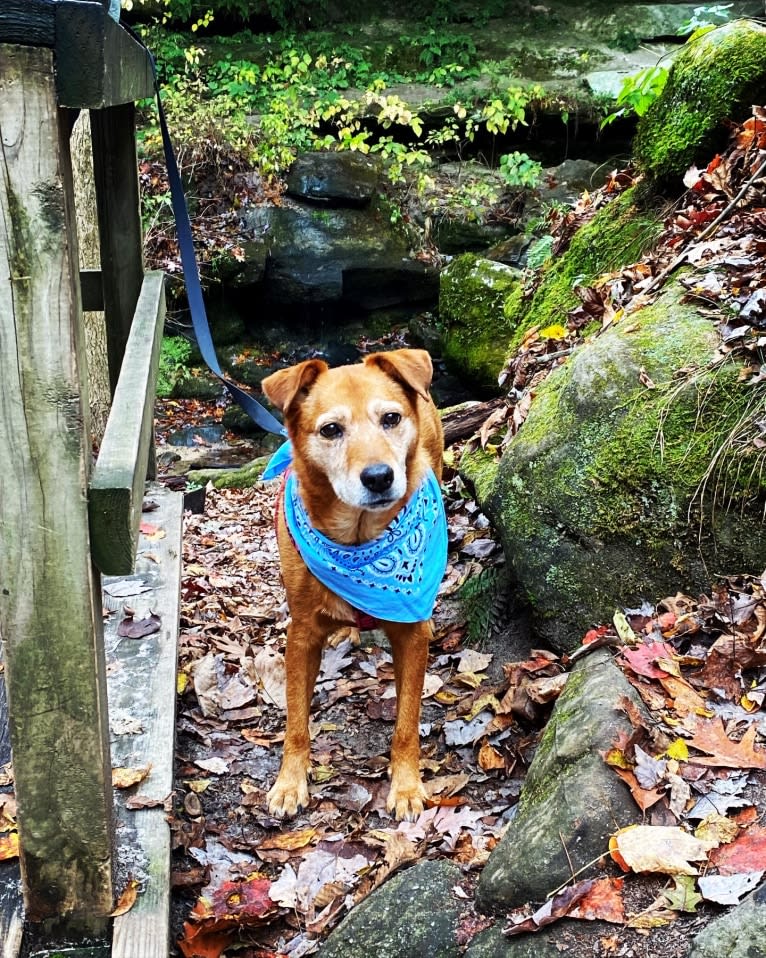 Riley, an Australian Cattle Dog and Labrador Retriever mix tested with EmbarkVet.com