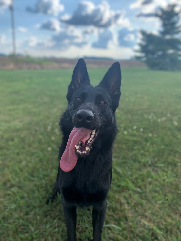 Jetta, a German Shepherd Dog tested with EmbarkVet.com