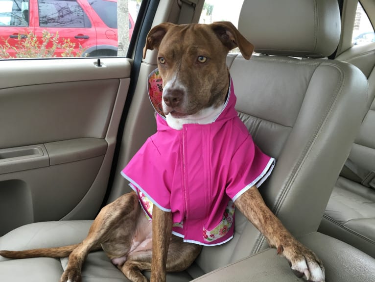 Buttercup, an American Pit Bull Terrier and Labrador Retriever mix tested with EmbarkVet.com