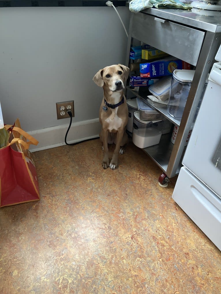 Lila, an American Pit Bull Terrier and Labrador Retriever mix tested with EmbarkVet.com