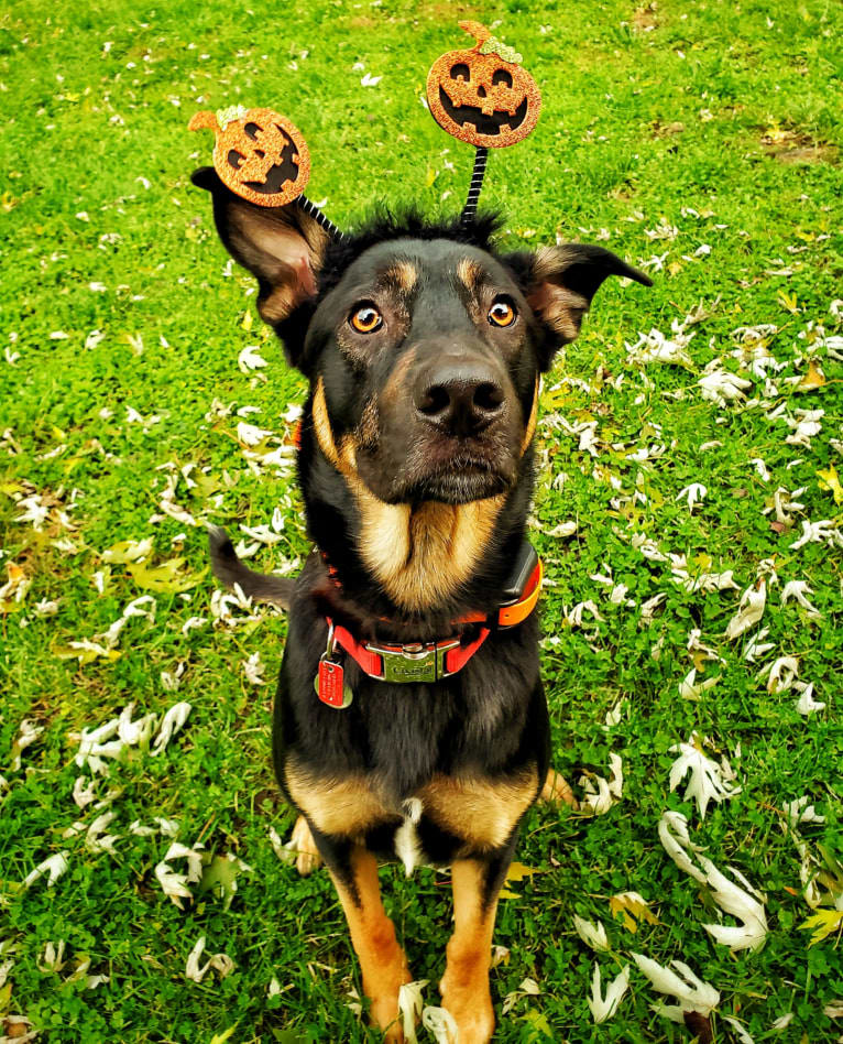 Loki • Sylvalo's Mischief Managed, a German Shepherd Dog and Rottweiler mix tested with EmbarkVet.com