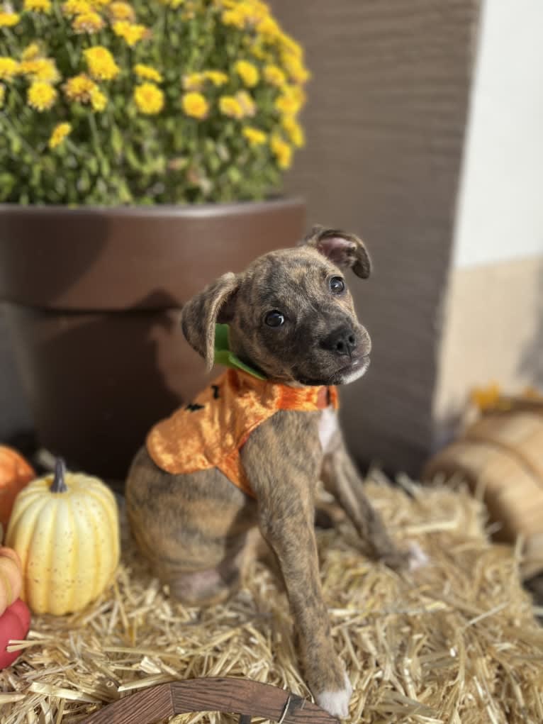 Kiwi, an American Pit Bull Terrier and Chihuahua mix tested with EmbarkVet.com