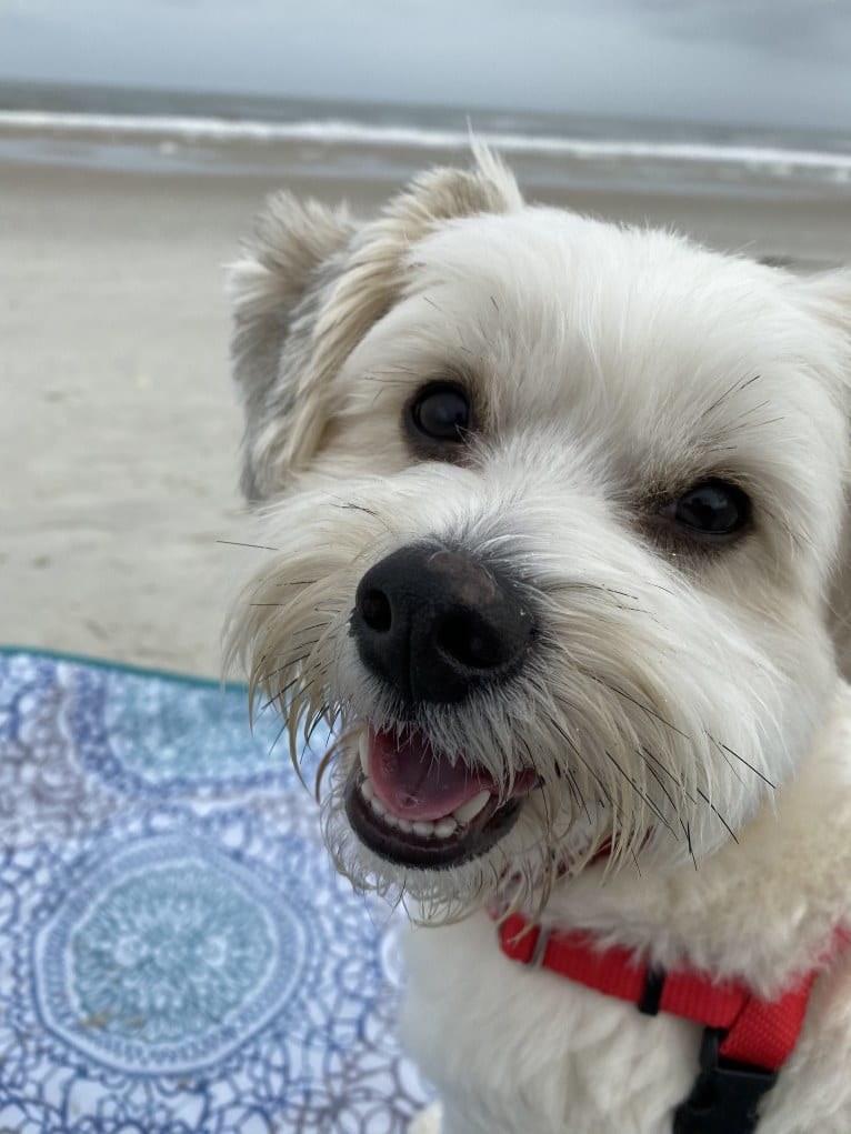 Louis Jay, a Pomeranian and Yorkshire Terrier mix tested with EmbarkVet.com